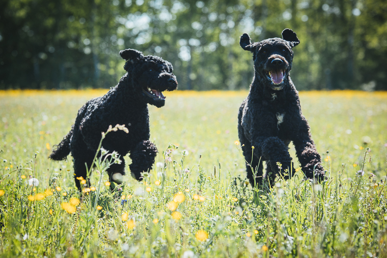 zwei glückliche französische Wasserhunde spielen auf Wiese